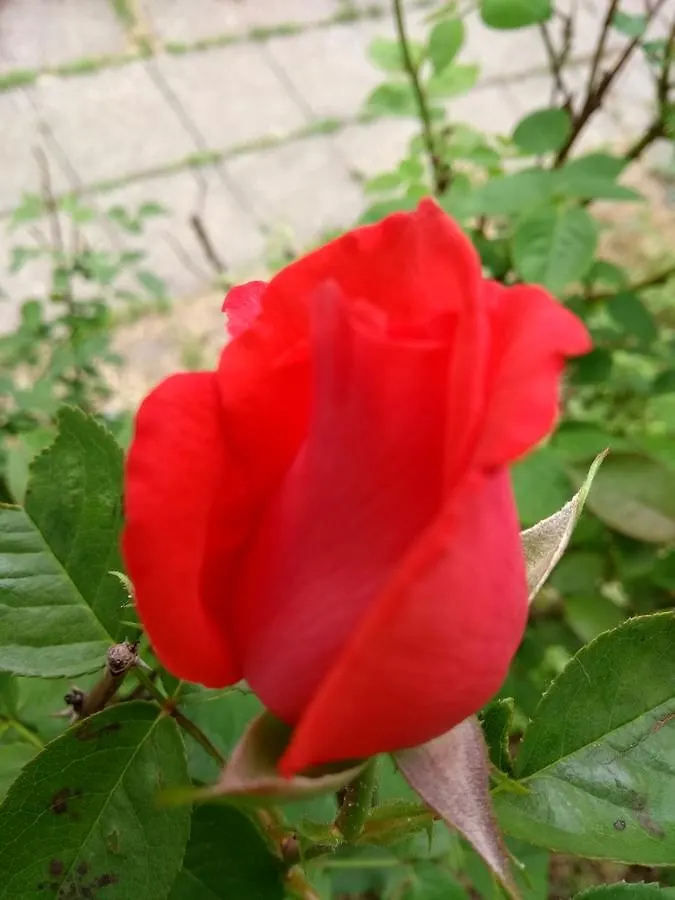 Prague Retro Challenge And Garden Guest House