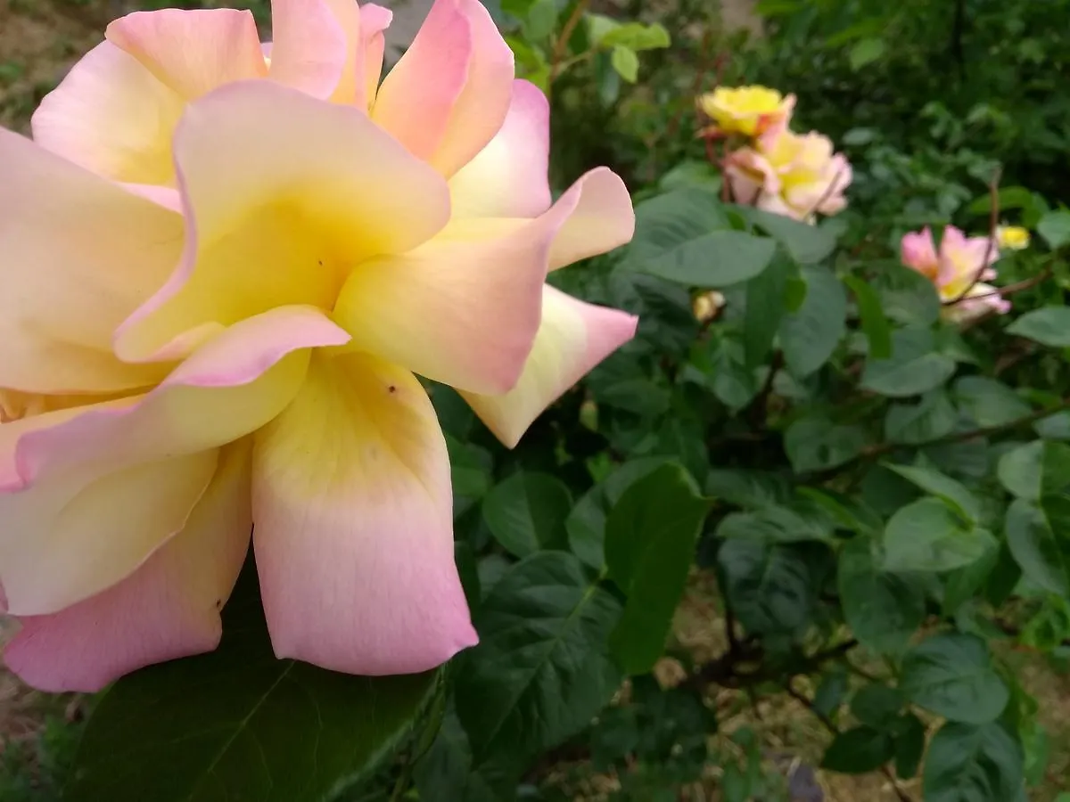 Prague Retro Challenge And Garden Guest House